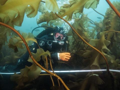 Diver in Kelp Bed