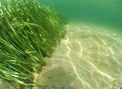 seagrass restoration
